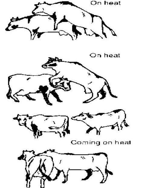 Adaptive Means of Animals Coping with the Environment