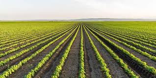 Measures of Improving Field Crops Production in Nigeria