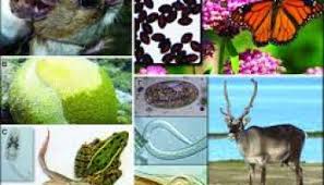 Effect of Tropical Climate on Animal Parasites, Vectors and Diseases