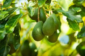 How to Make an Avocado Tree Bear Fruit