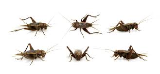 How to Get Rid of Crickets in Houses