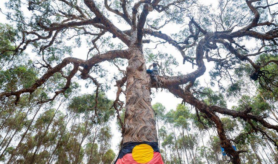 Djab Wurrung Tree: Anger Over Sacred Aboriginal tree bulldozed for highway
