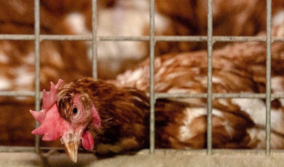 Bird Flu: Culls In Dutch and German Farms Over Outbreaks