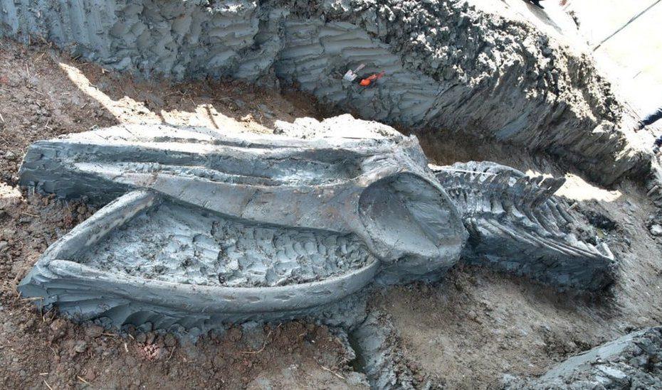 Thailand: Rare Whale Skeleton Discovered