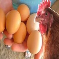 Comprehensive Poultry Farming Guide