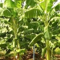 Comprehensive Plantain and Banana Farming Guide