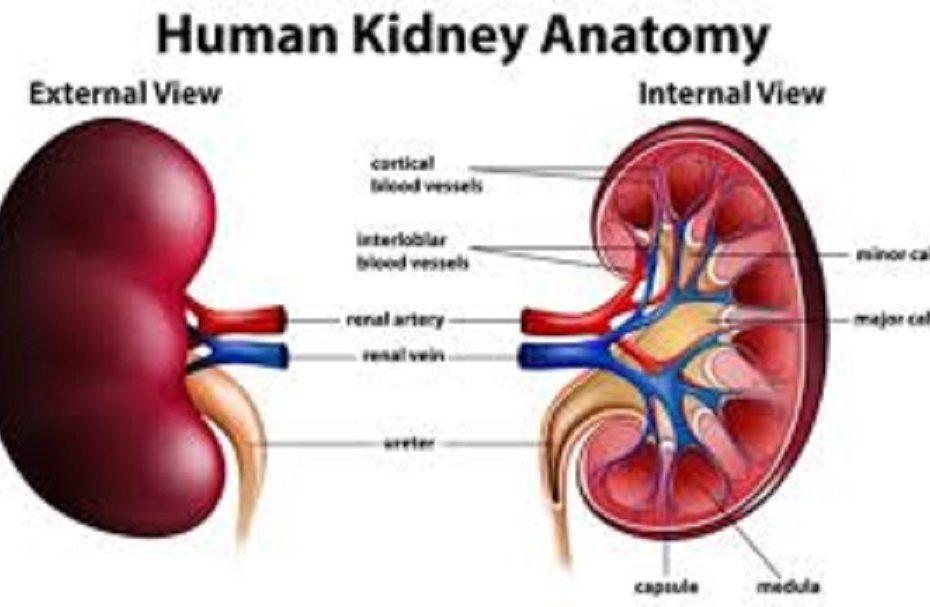 Stop or Reduce The Intake of These 2 Things If You Don't Want To Have Kidney Disease