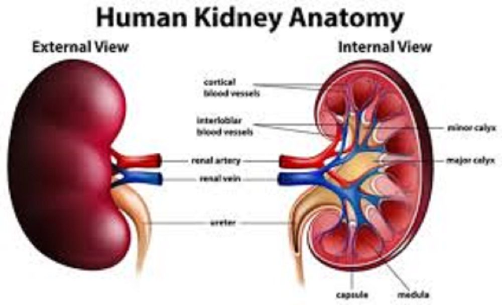 Stop or Reduce The Intake of These 2 Things If You Don't Want To Have Kidney Disease