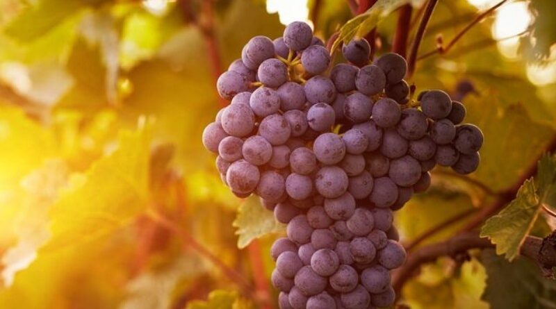 6 Ways Grapes Benefit Your Body That You Never knew About