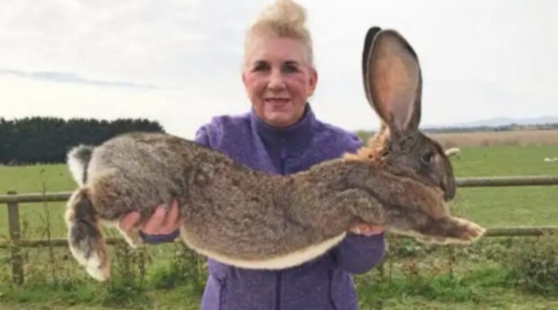 'Worlds' Biggest Rabbit Stolen from Owner's Home