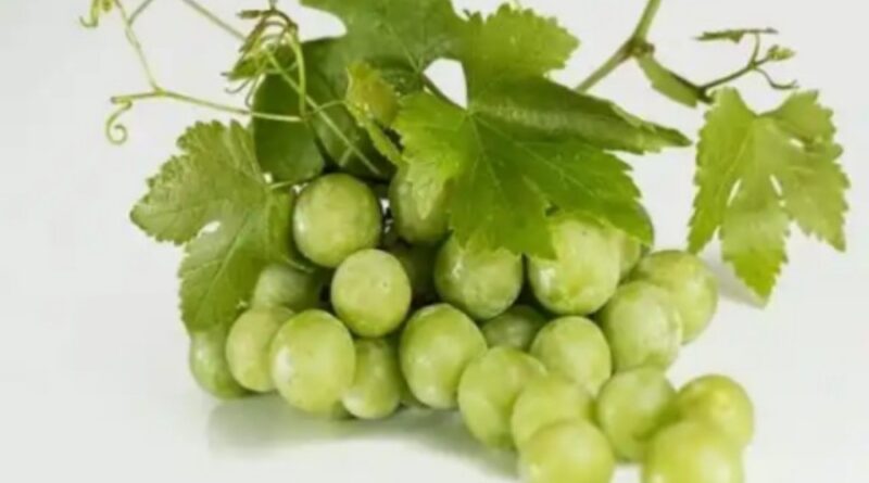 12 Health Benefits of Green Grapes (White Grapes)