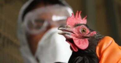 Bird Flu: Bauchi kills 27,000 birds to curtail spread