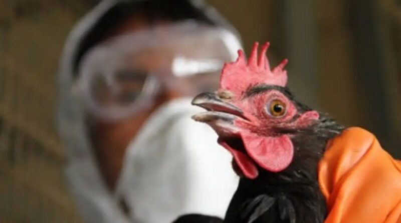 Bird Flu: Bauchi kills 27,000 birds to curtail spread