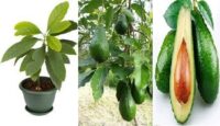 Buy your Hybrid Avacado Seedlings