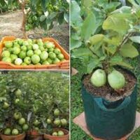 Buy your Hybrid Dwarf Guava Seedlings