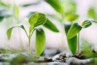 Buy your Hybrid Milena Seedlings