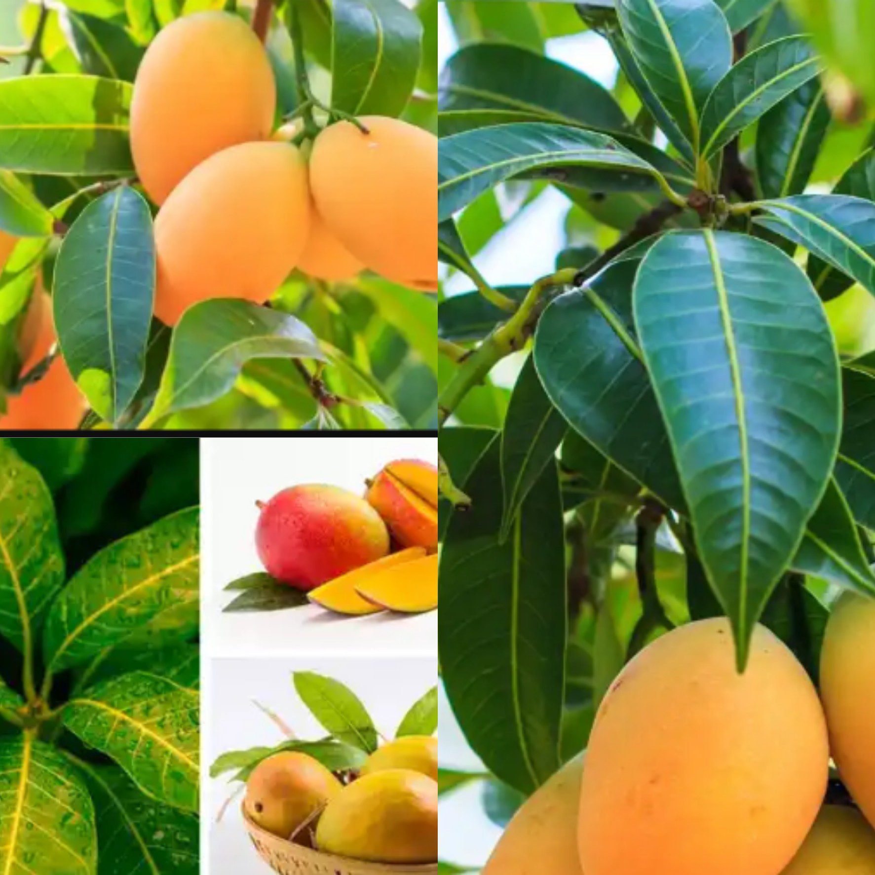 10 Unknown Benefits of Mango Leaves