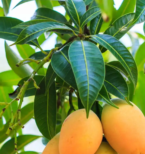 10 Unknown Benefits of Mango Leaves