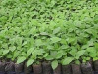 Buy your Hybrid Teak Seedlings