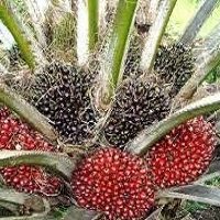 Buy your Hybrid Tenera Oil-Palm Seedlings
