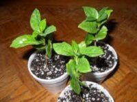 Buy your Hybrid Coffee Seedlings