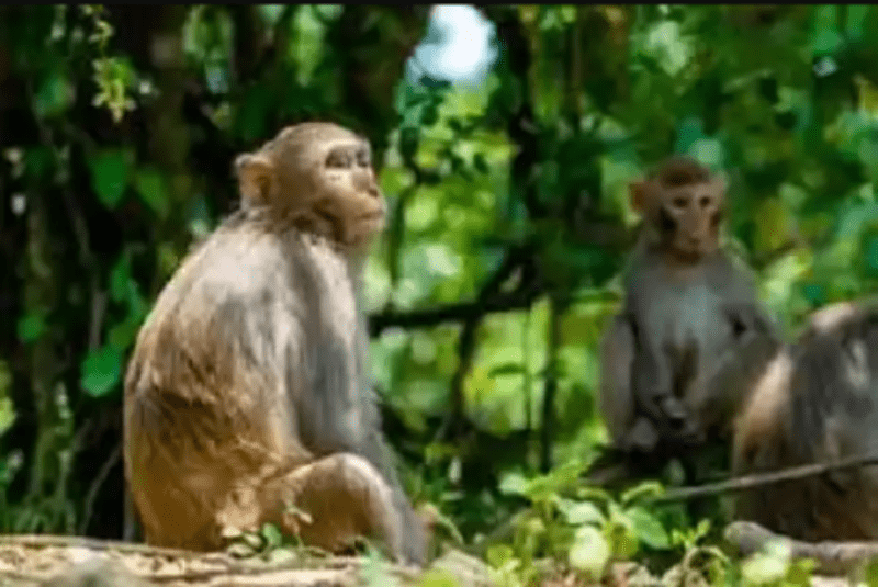 China: Rare Monkey B virus