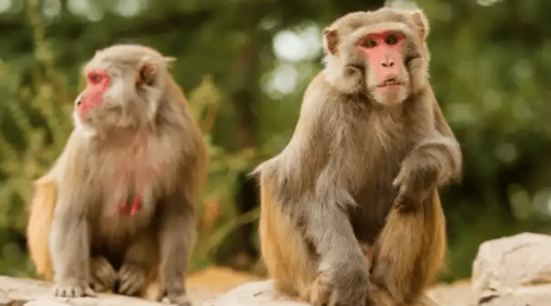 Man dies of Monkey B virus, as it keeps spreading