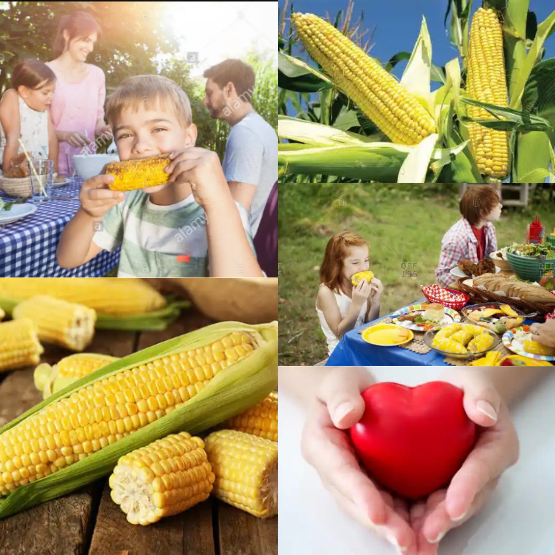 Corn (Maize): 9 Amazing Health Benefits