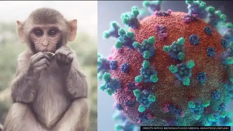 China: Rare Monkey B virus