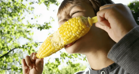 Corn (Maize): 9 Amazing Health Benefits