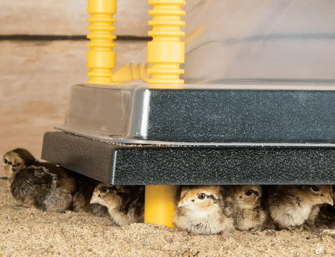 Chicken Brooder House - Complete Chicks Brooding Care Guide