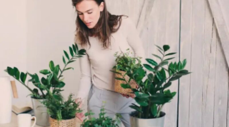 Plant Therapy - All You Need to Know About