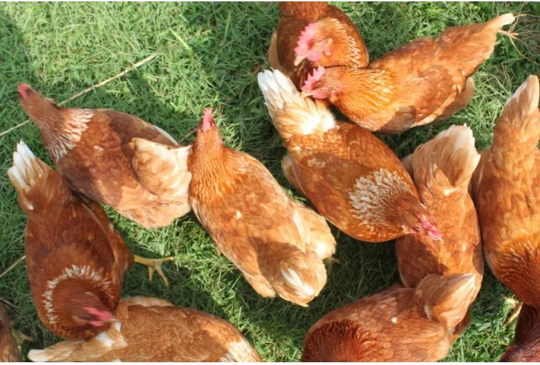 How To Raise Chickens – The Simple Secrets To A Great Backyard Flock