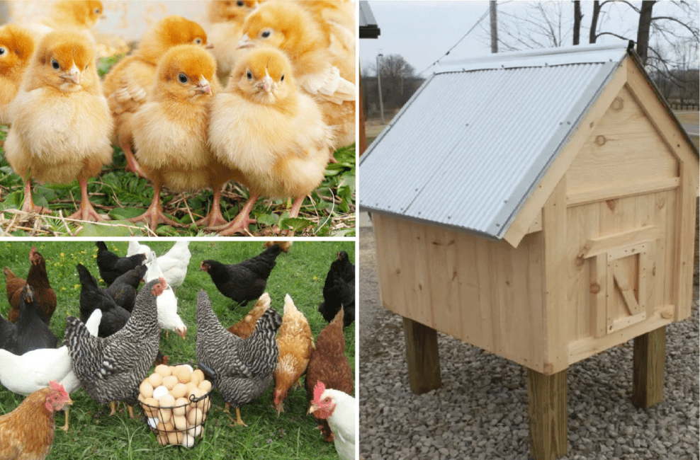 How To Raise Chickens – The Simple Secrets To A Great Backyard Flock