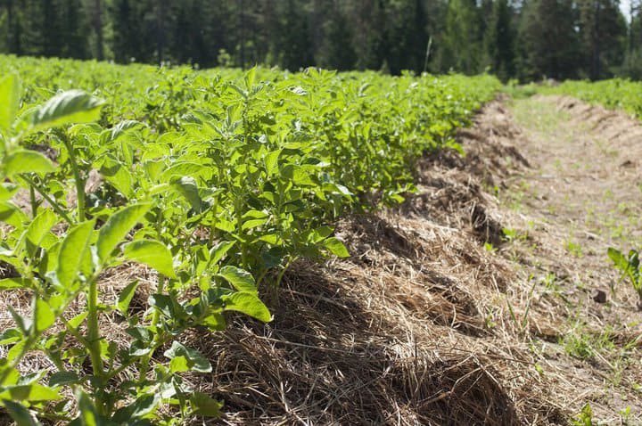 Potato Farming Guide - 7 Tips to Grow Sacks Full of Potatoes