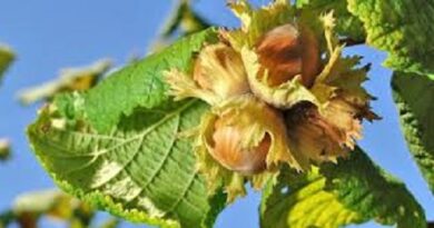 How Long Does It Take a Hazelnut Tree to Produce Nuts?