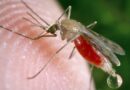 Mosquitoes engineered to repel dengue virus