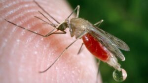Mosquitoes engineered to repel dengue virus