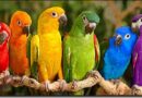 Parrots collaborate with invisible partners