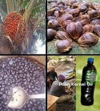 20 Health Benefits of Black Palm Kernel Oil