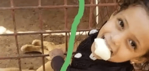 2-year old girl’s hand is amputated after Lion bites her at Yemen zoo