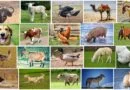 The Concept of Animal Production on Agriculture