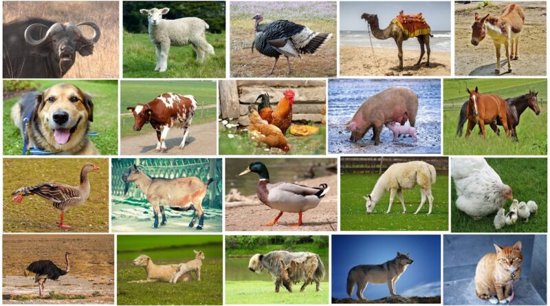 The Concept of Animal Production on Agriculture