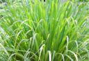 10 Health Benefits of Lemon Grass (Cymbopogon)