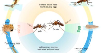 How Long do Mosquitos Live (Life Cycle of a Mosquito)