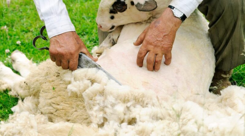Wool Production: Complete Production Guide