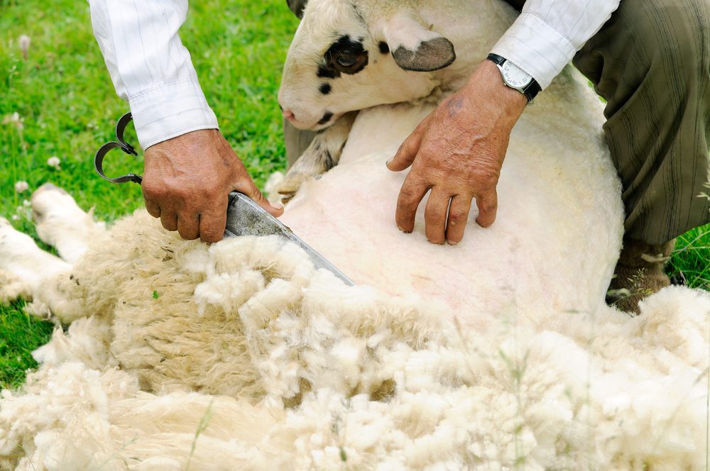 Wool Production: Complete Production Guide - Globalinfo247