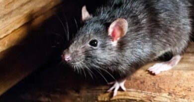 Two cases of Lassa fever found in UK