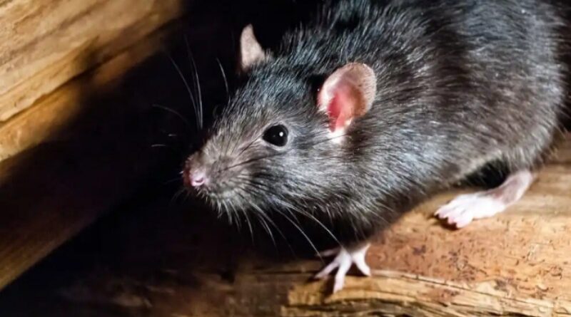 Two cases of Lassa fever found in UK