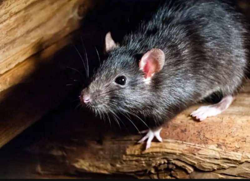 Two cases of Lassa fever found in UK